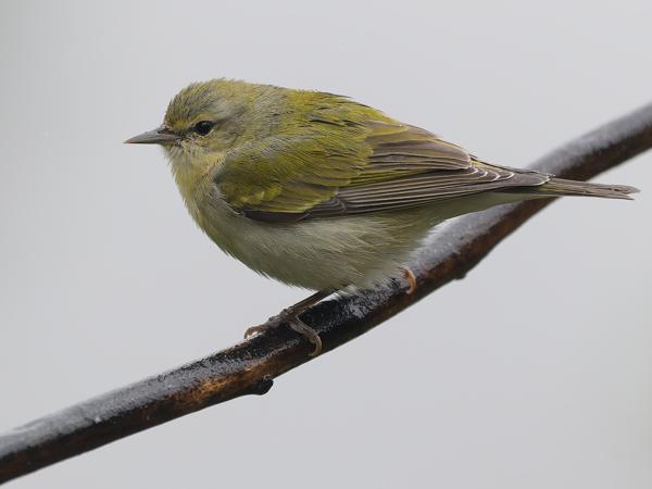 <h3><a href="/trips/costa-rica/biota/animalia/chordata/aves/040 passeriformes/122 parulidae/leiothlypis peregrina/leiothlypis peregrina-nl.html">Leiothlypis&nbsp;peregrina</a> / Tennessee&nbsp;warbler / Tennesseezanger</h3>OM-1 Mark II met OLYMPUS M.150-400mm F4.5, 1/2000 sec  bij F4.5, ISO 800, afstand 4.11&nbsp;m